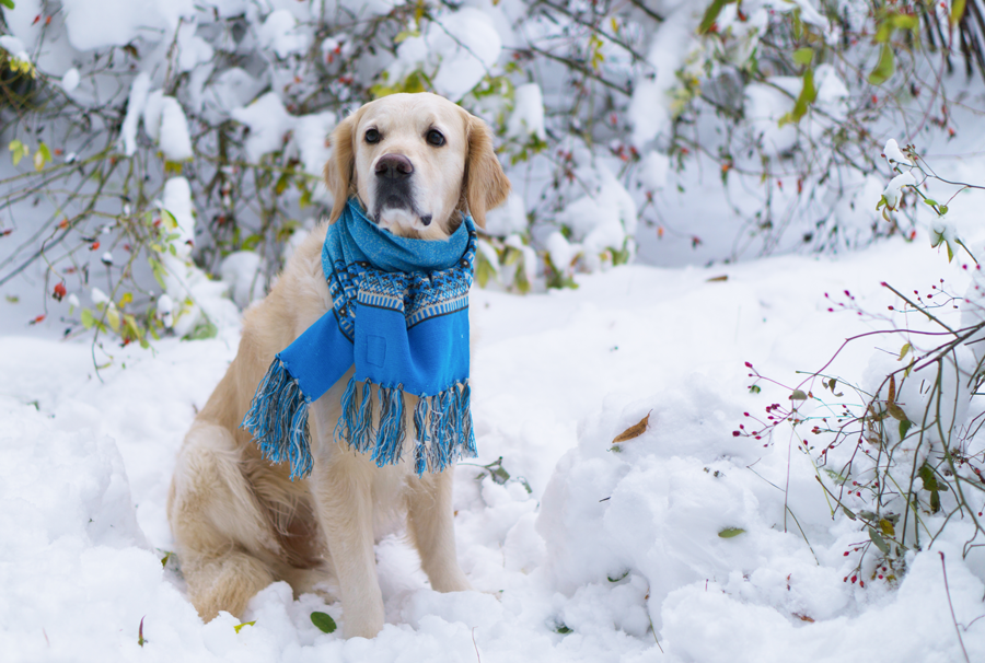 Keep Your Pet Safe in Cold Weather