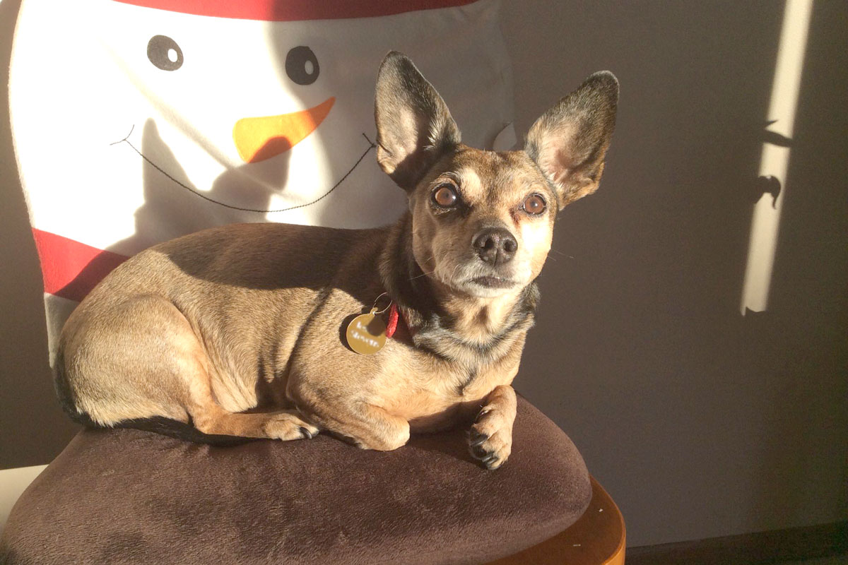 Dog stays warm by using free solar energy in Columbus